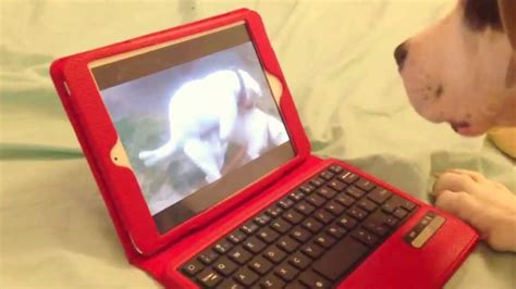 Watching dog porn - masturbing watching my favorite video with dog 12290 views 72%; 18:48. brazilena topscore play with huski Videos Zoofilia 10352 views 74%; ... Beast Porn Videos 2023 ...